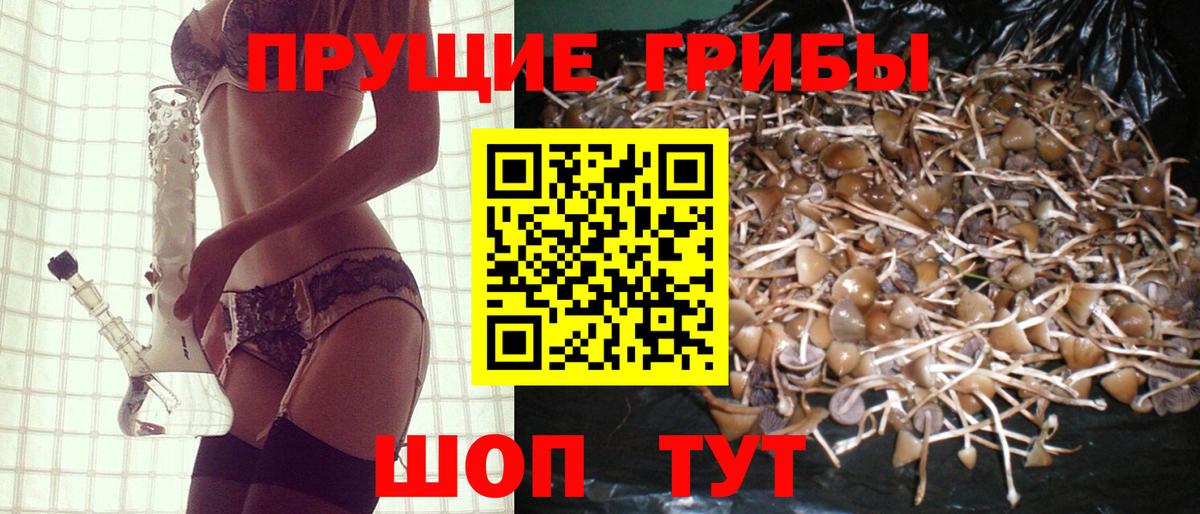 Псилоцибиновые грибы Cubensis Ачхой-Мартан